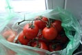 Red tomatoes on a branch in a plastic bag