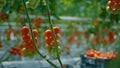 Red tomatoes branches growing in warm sunny greenhouse transportation process