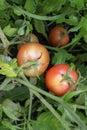 Red tomatoes on a bush affected by a spider mite. Cobwebs on a tomato bush with fruit. Pests of garden crops. Pests on Royalty Free Stock Photo