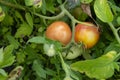 Red tomatoes on a bush affected by a spider mite. Pests on tomatoes. Cobwebs on a tomato bush with fruit. Pests of Royalty Free Stock Photo