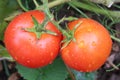 Red tomatoes in the bush Royalty Free Stock Photo