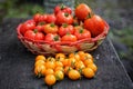 Red tomatoes and cherry tomatoes are freshly harvested in the rainy season