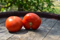 Red tomatoes