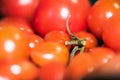 Red tomatoes - fresh ripe tomatoes just picked from the garden Royalty Free Stock Photo