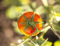 Red tomatoes in the garden on a summer day Royalty Free Stock Photo