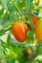 Red tomatoes in the garden on a sunny day. Organic farming in the country or in the garden. Harvest summer vegetables