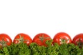 Red tomatoes on the green parseley Royalty Free Stock Photo