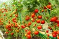 Red tomatoes in a greenhouse Royalty Free Stock Photo