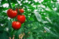 Red Tomatoes in a Greenhouse. Horticulture. Vegetables Royalty Free Stock Photo