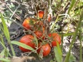 Red tomatoes on the ground in the garden. Tomato harvest - harvest from the garden. A bunch of ripe tomatoes fell to the