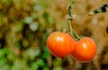 Red tomatoes grow on a branch Royalty Free Stock Photo