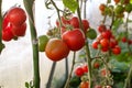 Red tomatoes grow in a garden in a greenhouse Royalty Free Stock Photo