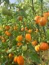 Red tomatoes grow and ripen on bushes