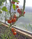 Red tomatoes growing on a branch in a hothouse Royalty Free Stock Photo