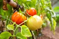 Red tomatoes grown on mature branches full of vitamins for a healthy organic diet that respects the environment