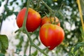Red tomatoes hanging on the green plant