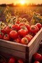 Red tomatoes harvested in a wooden box with field and sunset in the background. Royalty Free Stock Photo