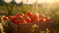 Red tomatoes harvested in a wooden box with field and sunset in the background. Royalty Free Stock Photo