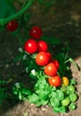 Red tomatoes in hothouse Royalty Free Stock Photo