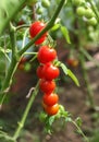 red tomatoes in hothouse Royalty Free Stock Photo