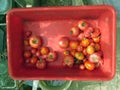 Red tomatoes just harvested from the eco bio garden.