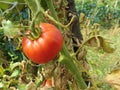 Red tomatoes just harvested from the eco bio garden.