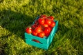 Red tomatoes lie in blue wooden box on green grass backlit by sunlight. Concept of harvesting your own vegetable garden Royalty Free Stock Photo