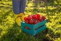 Red tomatoes lie in blue wooden box on green grass backlit by sunlight. Concept of harvesting your own vegetable garden Royalty Free Stock Photo