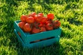 Red tomatoes lie in blue wooden box on green grass backlit by sunlight. Concept of harvesting your own vegetable garden Royalty Free Stock Photo