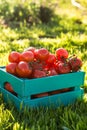 Red tomatoes lie in blue wooden box on green grass backlit by sunlight. Concept of harvesting your own vegetable garden Royalty Free Stock Photo