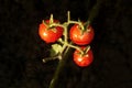 Red tomatoes Royalty Free Stock Photo