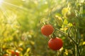 Red tomatoes Royalty Free Stock Photo