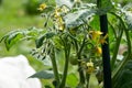 Red tomatoes in summer garden. Red ripe tomato fruits grow in field, close up. Royalty Free Stock Photo