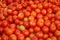 Red Tomatoes