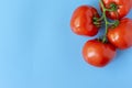 Red tomatoes on a twig on a blue background. Vegetables from the garden. Vegetarian food