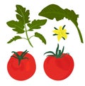 Red tomatoes vector stock illustration. A set of leaves and ripe tomato fruits. Round vegetables for cooking recipes.  on Royalty Free Stock Photo