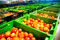 Red tomatoes on vegetable processing factory Royalty Free Stock Photo