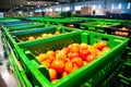 Red tomatoes on vegetable processing factory Royalty Free Stock Photo