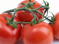 Red tomatoes on vine Royalty Free Stock Photo