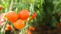 Red tomatoes vine in farm with copy space Royalty Free Stock Photo