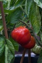 Tomatoes on the vine