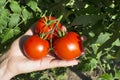 Red tomatoes on vine