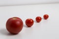 Red tomatos in a row Royalty Free Stock Photo