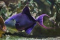 Red-toothed triggerfish Odonus niger Royalty Free Stock Photo