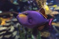 Red-toothed triggerfish - Odonus niger saltwater fish