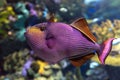 Red-toothed triggerfish - Odonus niger saltwater fish