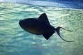 Red-toothed triggerfish (Odonus niger). Royalty Free Stock Photo