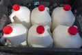 Market gallon of milk delivery Royalty Free Stock Photo