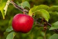 red Topaz apple on a tree Royalty Free Stock Photo