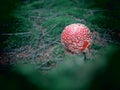 Red topped white spotted toadstool